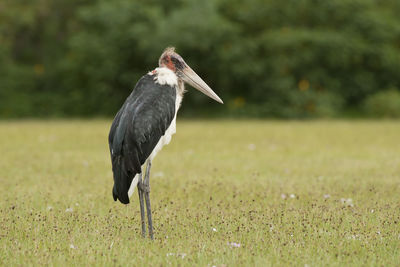 Bird on a field