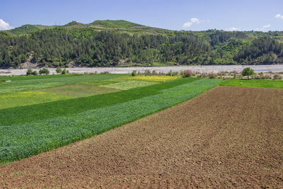 Scenic view of field against sky