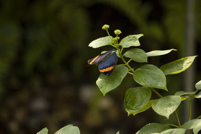 Close-up of insect on plant