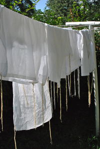 Clothesline hanging in yard against trees