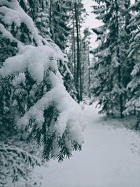 Snow covered pine trees in forest