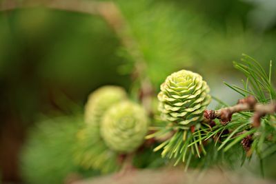 Close-up of green plant