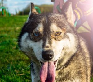 Close-up portrait of dog