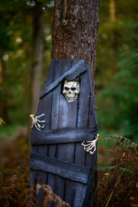 Halloween skeleton decoration is looking out from a coffin in the forest