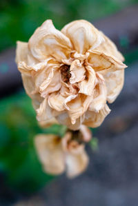 Close-up of wilted rose in field