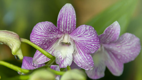 Close-up of wet purple flowering plant