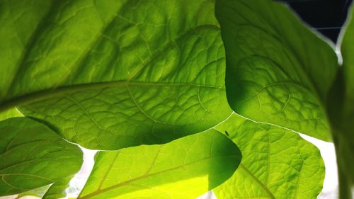 Full frame shot of green leaves