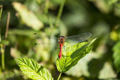 Meadowhawk in the greens