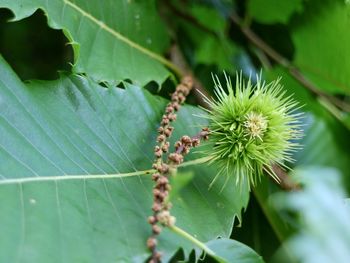 Close-up of insect on plant