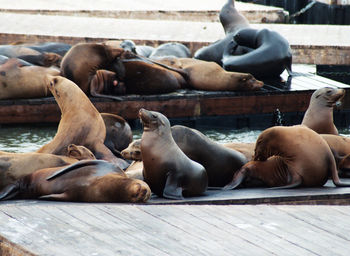 Close-up of sea lions relaxing on pier