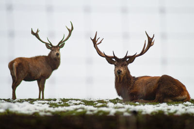 Deer in a field