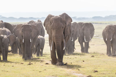 Elephant in a field