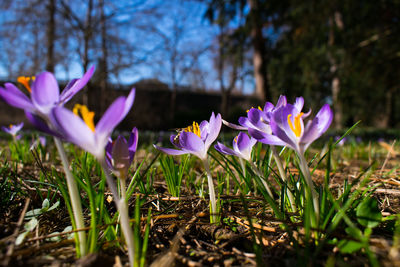 Close-up of purple crocus flowers on field