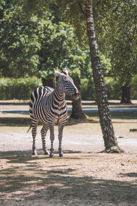 Zebra standing on tree