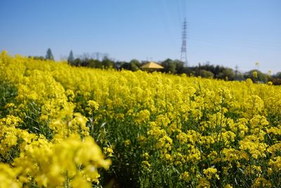 Scenic view of oilseed rape field against clear sky