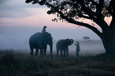 People sitting over elephants on land against sky during sunset