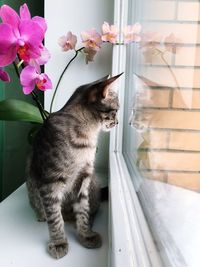 Cat sitting on a window