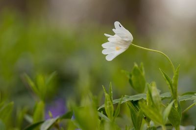 Close-up of white flowering plant