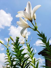 Close-up of white flowering plant against sky