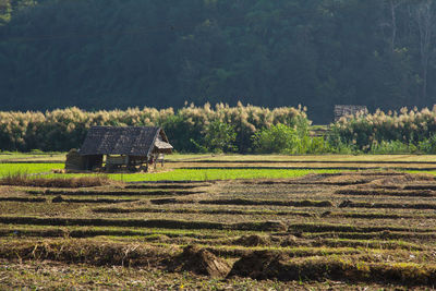 Scenic view of agricultural field and houses