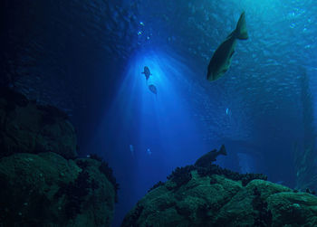 Fish swimming in sea