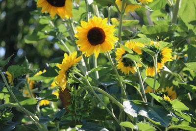 Close-up of sunflowers blooming on field