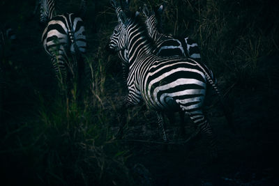 Close-up of zebras standing on field