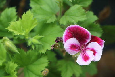 Close-up of honey bee on pink flowering plant