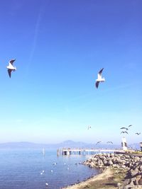 Seagulls flying over sea against sky