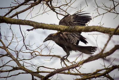 Low angle view of eagle flying against sky