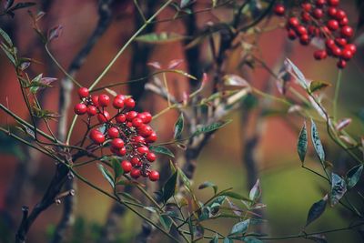 Close-up of berries growing on tree