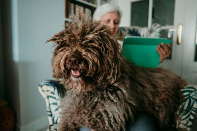 Close-up of dog sitting on woman using digital tablet