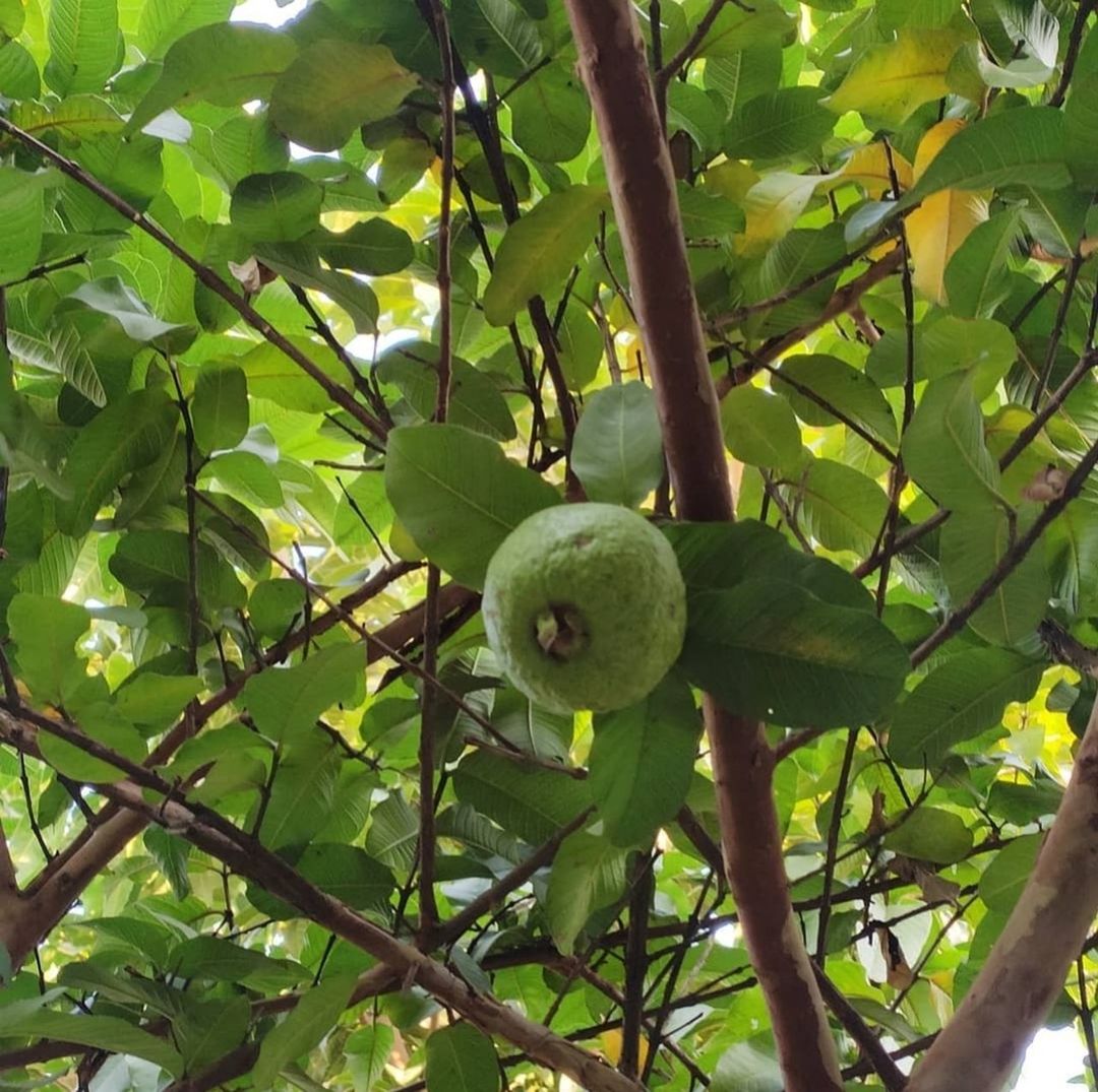 LOW ANGLE VIEW OF FRUIT ON TREE