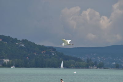 Swan flying over sea against sky