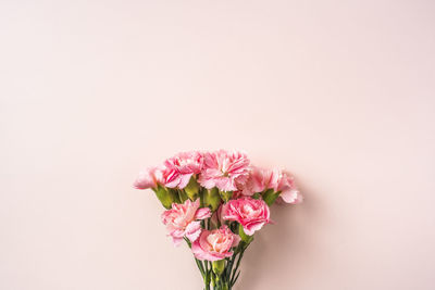 Close-up of pink roses against white background