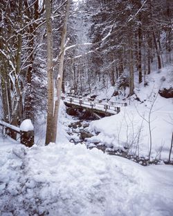 Snow covered trees in forest