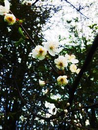 Low angle view of blooming tree