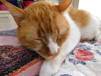 Close-up of cat sleeping on bed at home