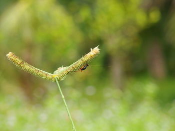 Close-up of insect on leaf