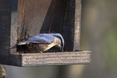 Close-up of bird perching on wood