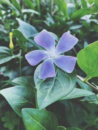 Close-up of iris blooming outdoors