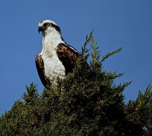 Low angle view of eagle against clear blue sky