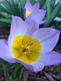 Close-up of crocus blooming outdoors