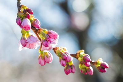 Close-up of pink cherry blossoms