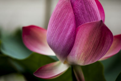 Close-up of pink flower