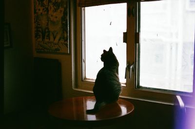 Cat looking through window at home