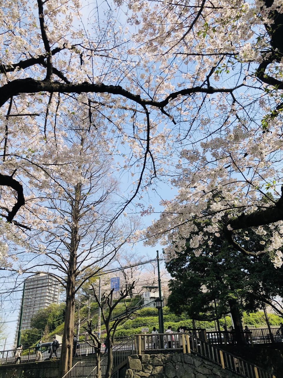 LOW ANGLE VIEW OF CHERRY TREE BY STREET AND BUILDINGS