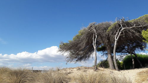 Trees on field against clear blue sky
