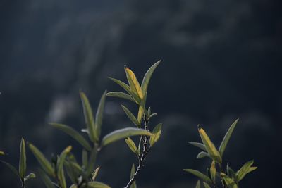 Close-up of plant growing on field