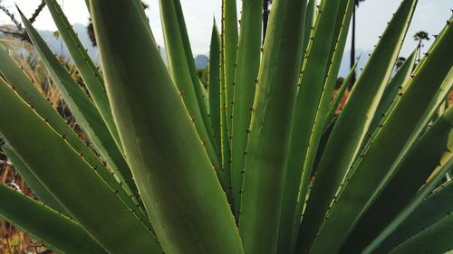 Close-up of plants